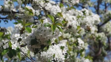 Mavi gökyüzüne karşı çiçek açan bir kiraz ağacının yakın çekimi. Rüya gibi kiraz çiçekleri gelin elbisesi gibi sallanıyor. Bu, çiçek açmış bir kiraz çiçeğinin yavaş çekim videosu..