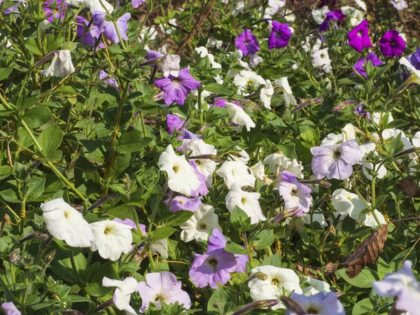 Abandoned Flower Bed One Takes Care Autumn Sunlight Colorful Petunia — Stock Photo, Image