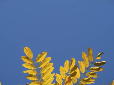 Mavi gökyüzü. Parlak renkli yaprakları olan sonbahar manzarası. Hint yazı. Yapraklar. Sonbahar yaprakları gökyüzüne karşı. Metin için bir yeri olan sonbahar şablonu.