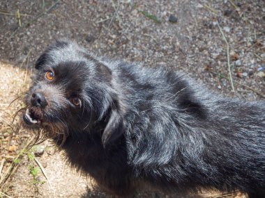 Bahçe köpeği. Bahçedeki caddede kameraya bakan güzel siyah bir köpeğin yakın plan portresi. Pekin 'li güneş ışığına yakın çekim.