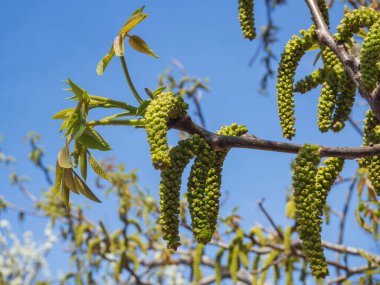 Ceviz çiçekleri. Cevizli Juglans regia Catkins Çiçekleri bir ağaca yakın plan makro detaylar bahçedeki gökyüzünde çiçek açan yeşil yapraklar. İlkbaharda açan ceviz, tarım..