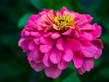 Yaz bahçesinin yeşil arka planında çiçek açan çinnianın pembe çiçeği. Narin yaprakları olan güzel bir çiçek tomurcuğu. Merkezde hafif odaklanma. Doğal tedavi edilmemiş çevre dostu çiçek.