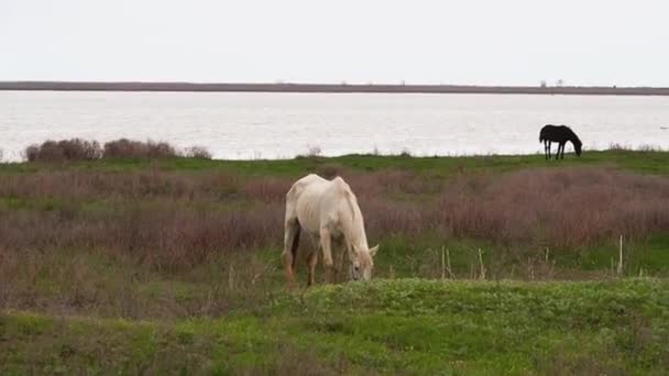 Cavalo Branco Fino Com Uma Perna Dolorida Pastoreia Prado Verde — Vídeo de Stock