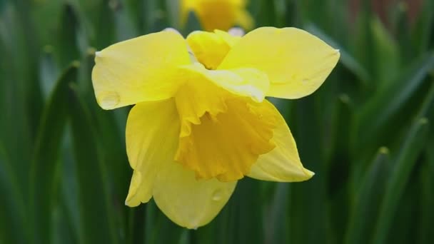 Narcis Bloem Narcis Bloem Close Groen Gras Narcissen Mooie Lente — Stockvideo