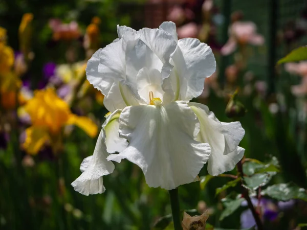 Белый Цветок Радужки Белая Айрис Germanica Бородатая Айрис Цветущем Фоне — стоковое фото