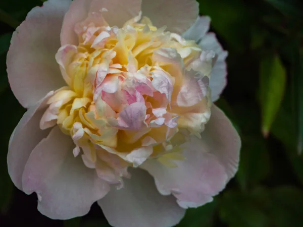 Une Fleur Pivoine Jaune Rose Gros Plan Sur Fond Vert — Photo