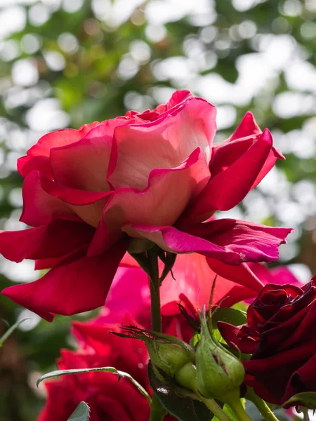 粉红在白绿色的背景上呈浅绿色 带有防伪成分 美丽的花盆 花盆的设计 有一束红玫瑰的贺卡 — 图库照片