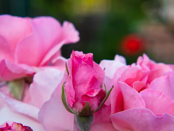 Ročník Kytice Krásné Květiny Rozmazaném Pozadí Květinové Pozadí Tapeta Přirozeným — Stock fotografie