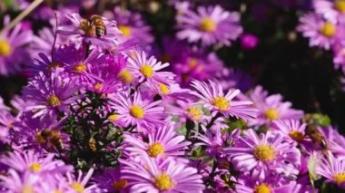 Aster sonbahar çiçekli arka plan. Bal arısı nektar toplar ve pembe bir Noel papatyasına veya paskalya çiçeğine polen yayar. Pembe leylak çiçekleri (Symphyotrichum). Sonbahar çiçekleri.