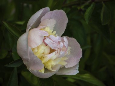 Pembe şakayık çiçekleri baharda bahçede yeşilliğin arka planına karşı açar. - Evet. Bulanık yeşil bir arka planda şakayık çiçeği. Bulanık Doğal Yeşil Arkaplanda Çiçek Açan Pembe Şakayık.