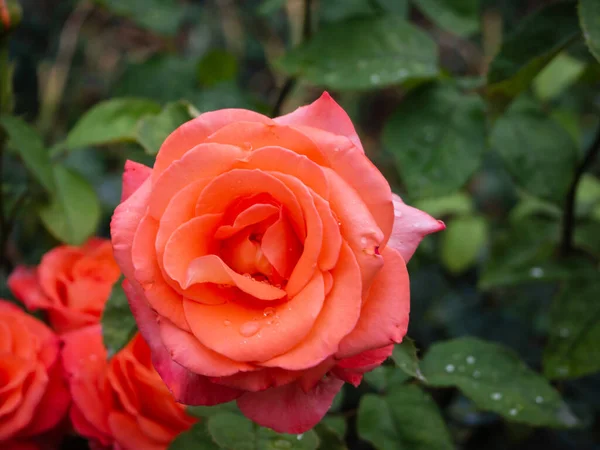 红玫瑰的特写 雨滴绽放在户外俯瞰 植物的背景 带有自然图案或贺卡的墙纸 春天里美丽的风景 绽放着玫瑰 — 图库照片