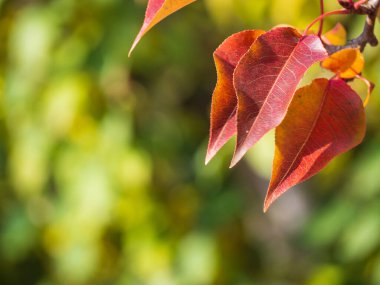 Metin için boş alanı olan sonbahar arkaplanı. Sonbahar kırmızı yaprakları bulanık sarı-yeşil arka planda Bokeh ile. Sonbahar duvar kağıdı veya kartpostal.
