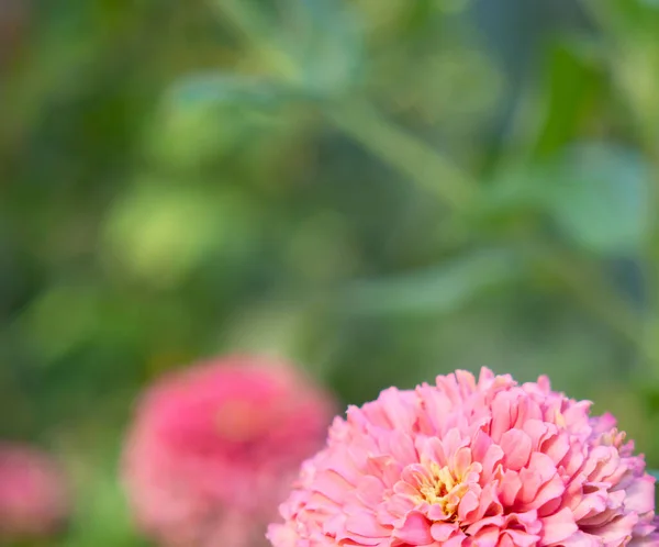 ピンクの花の花びらを持つ夏の緑の自然背景 春の花模様 — ストック写真