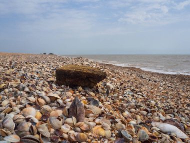 Sahilde gökyüzüne karşı bir taşın yakın çekimi. Bir sürü deniz kabuğu olan güzel, vahşi bir sahil. Güzel doğal manzara, arka plan duvar kağıdı tasarımı. Deniz manzarası arkaplanı.