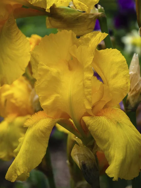 Крупный План Цветка Жёлтой Радужки Желтый Цветок Радужная Оболочка Водный — стоковое фото