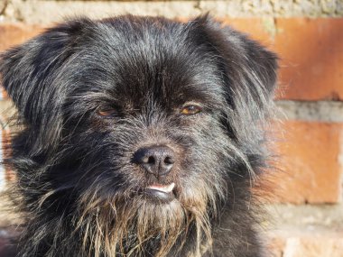 Evcil bir köy köpeğinin portresi. Şirin, siyah tüylü, melez bir köpek kameraya bakar. Güneş ışığındaki favori evcil hayvan.