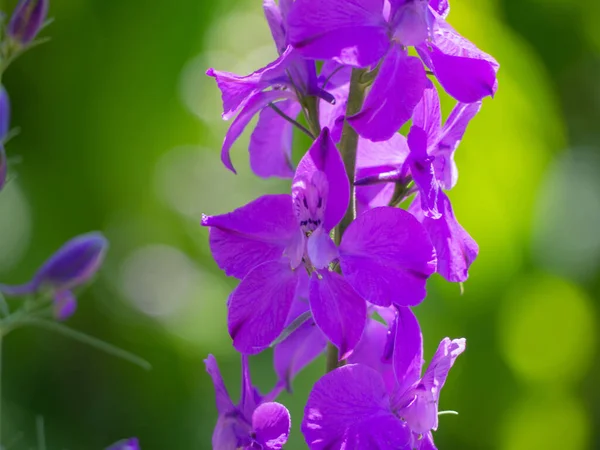 Close Pale Purple Flower Emerald Green Background Spring Garden Blurry — Stock Photo, Image