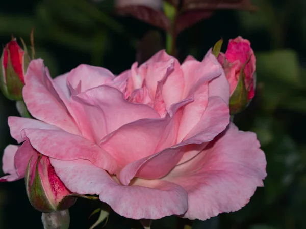 Detailní Záběr Přírodního Růžového Květu Měkkými Světle Růžovými Okvětními Lístky — Stock fotografie