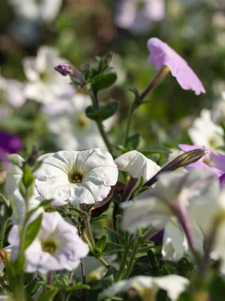 White Petunia Flower Background Blurred Flowers Selective Focus Center Delicate — Stock Photo, Image