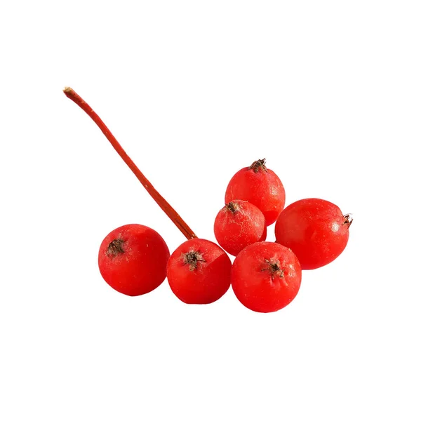 白い背景に隔離された赤い山灰の果実の束のクローズアップ — ストック写真