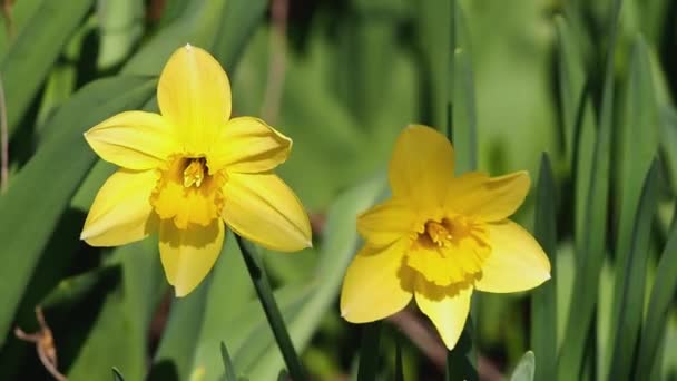 Tavasszal Virágzó Sárga Nárciszvirágok Közelsége Szélben Elmosódott Zöld Lombozat Hátterében — Stock videók