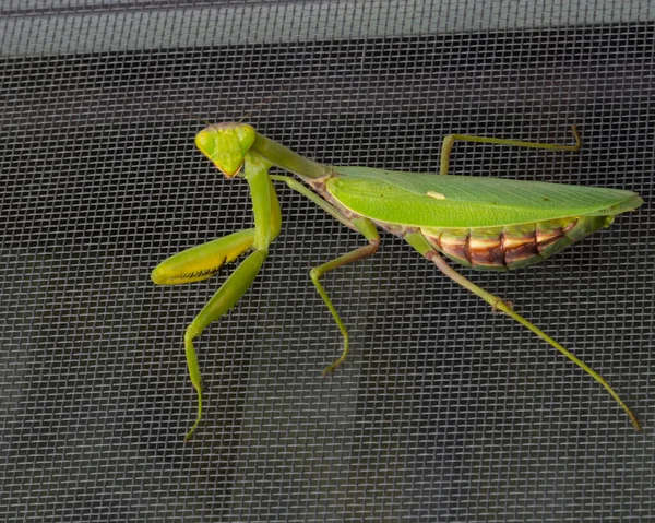 Voorgrond Foto Van Een Groene Bidsprinkhaan Mantis Religiosa Een Close — Stockfoto