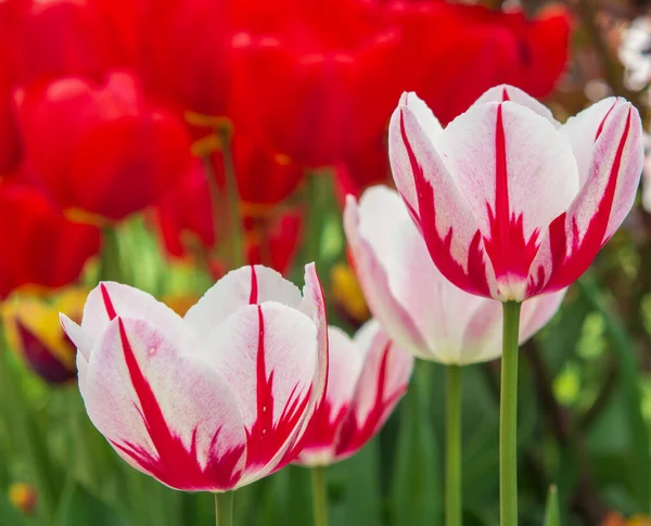 Güzel bahar çiçekleri, bahçede laleler. Bahar Paskalya çiçeği arkaplanı. Çok renkli laleler birbirlerine yakın yerlerde büyür ve çiçek açarlar. Anneler günü kartı için güzel bahar çiçekleri.