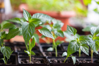 Beyaz pencerede çömlek içinde taze domates fideleri. Pencere eşiğinde nasıl yiyecek yetiştirilir? Yeşillik filizleri ve bahçe işleri..