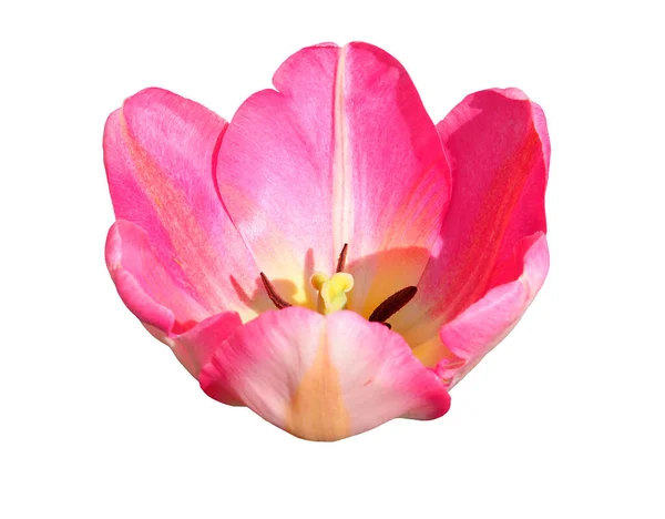 ピンクのチューリップの花頭は白い背景に隔離されています ピンク 赤のチューリップの芽の近くには 選択的な焦点を当てた繊細な花弁があり 白い背景に切り取られ配置されています — ストック写真