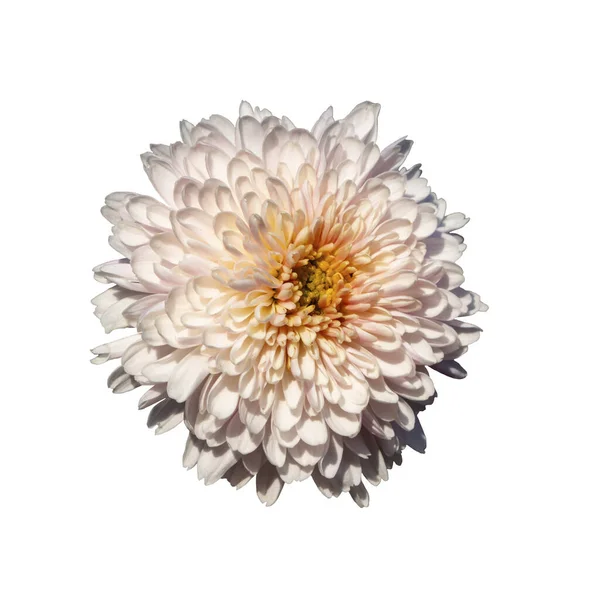 パステルカラーの淡いピンクの菊の花は 白い背景に隔離されています 1つのエレガントな白ピンクの菊の芽のクローズアップ 最上階だ 平置きだ 春の夏のコンセプト — ストック写真