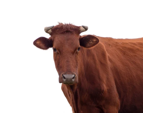 A red cow looking into the camera, isolated on a white background. Funny portrait of a Red-brown domestic cow close-up on a white background. Farm animals.