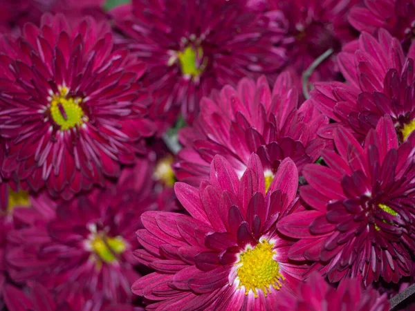 Brilhante Flores Crisântemo Borgonha Close Como Fundo Fundo Floral Colorido — Fotografia de Stock