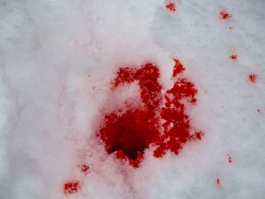 Karda kan var. Arkaplan olarak beyaz kardaki kırmızı kan. Karda izole edilmiş kan var. Yakın plan. Karda kan sıçradı. Suç mahalli.