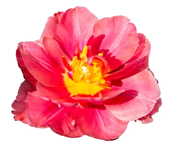 白を基調としたエレガントなピンク色の花びらを持つオープンチューリップの芽のクローズアップ 黄色の核と雄しべのある美しい赤ピンクのチューリップ チューリップの花のデザイン — ストック写真