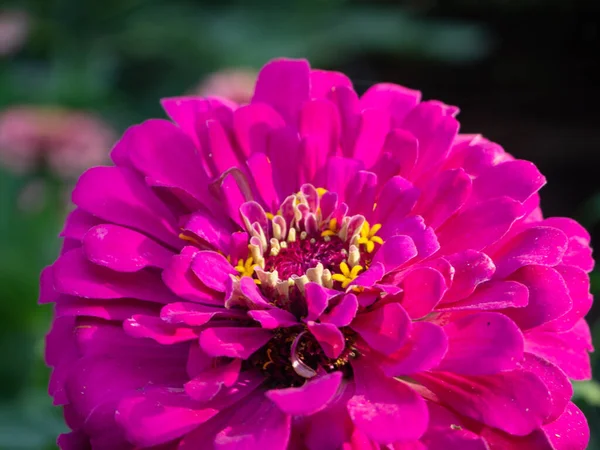緑色の背景にピンクの花弁を持つ集中花 花の背景や壁紙 開花したジンニアの花のクローズアップ — ストック写真