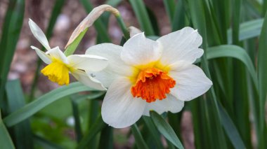 Yeşil yapraklı bir arka planda bahar bahçesinde zarif nergis çiçekleri. Bahar Çiçekleri nergisli kartpostal.