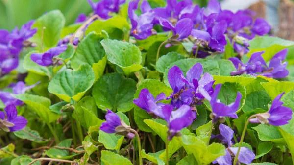 Unfocused Floral Background Wild Blooming Violet Violet Flowers Green Leaves — Stock Photo, Image