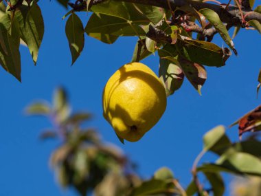 Sarı olgun bir armut, mavi gökyüzü arka planına karşı bir ağaç dalında asılı duruyor. Organik meyveler yetiştiriyor. Ağaçtaki sulu armut meyvesi.