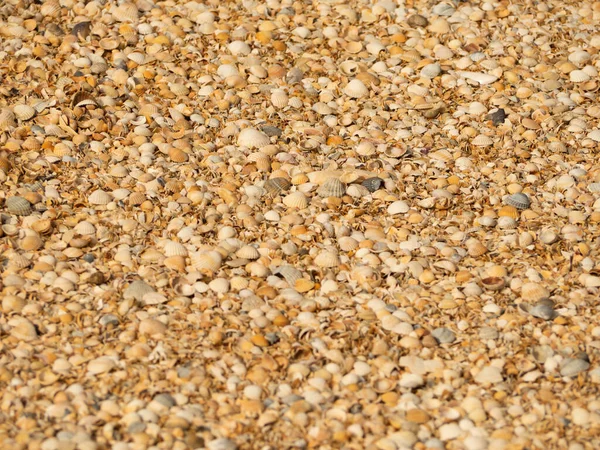 Marine Natural Abstract Background Many Seashells Shallow Depth Field Selective — Stockfoto