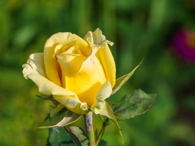 Natural yellow rose without processing with flaws and insects in a green garden. Close-up of a yellow rose bud in natural conditions. Flower card for Mother's Day or Valentine's Day.