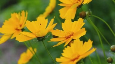 Yellow daisy flowers gently sway in a light breeze. The picture was taken on a green vegetable background, the technique of low depth of field gives room for text. Flowers bathed in sunlight.