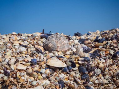 Beach background picture. One large seashell lies on a pile of colorful small shells against the blue sky. Nature background or banner for the concept of a beach holiday.