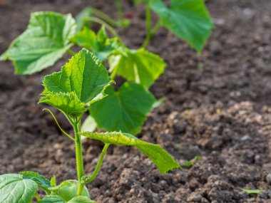Young green cucumber shoots in the ground in the open ground.  Cucumber shoots in the sunlight. Growing organic vegetables. Small-scale economic vegetable growing