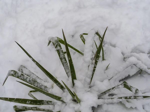 Зелене Листя Рослини Покриті Снігом Погана Погода Термофільна Вічнозелена Рослина — стокове фото