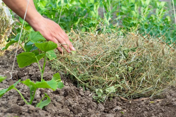 Farmer Mulches Beds Mulching Dry Grass Small Cucumber Shoots Growing — Foto de Stock