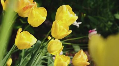 Bright Yellow Tulips are blooming in the garden. A flowerbed with yellow tulip flowers in the garden, taken on a spring day with a light breeze