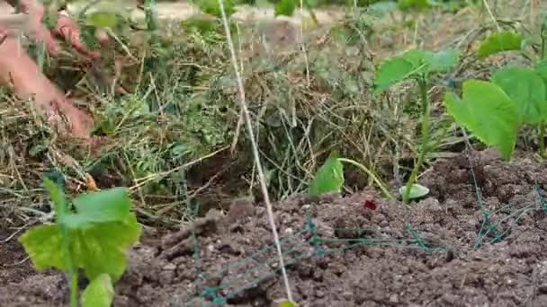 Mulching Beds Dry Grass Girlish Hands Lay Dry Grass Shoots — Stok video