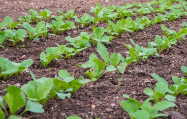 Radish sprouts on the garden bed in the spring. Growing organic vegetables. Fresh seedlings growing from the soil in a row. The soil is light black. Vegetable beds in the open ground.