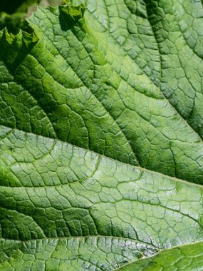 Soyut doğal arkaplan - yakın planda yeşil bir yaprağın yüzeyi. Güneş ışığında doğal koşullarda kabak yaprağı.