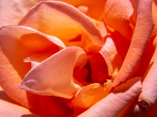 Natürlicher Hintergrund Rosa Rote Rosenblätter Nahaufnahme Nahaufnahme Einer Rosenblüte Zarte — Stockfoto